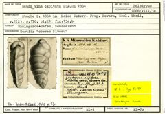 Karteikarte zum Holotyp von Gaudryina capitata Stache, 1864